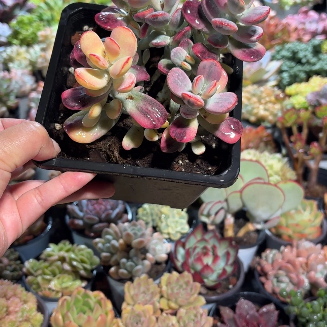 乒乓福娘锦多肉14㎝盆