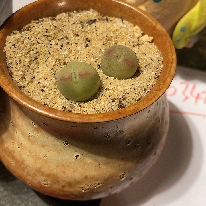 16342。   桃割娘杂交一颗。