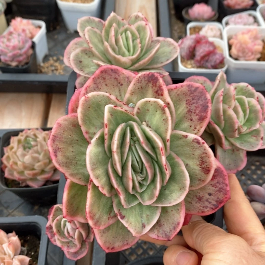 精品多肉一物一拍不包整94