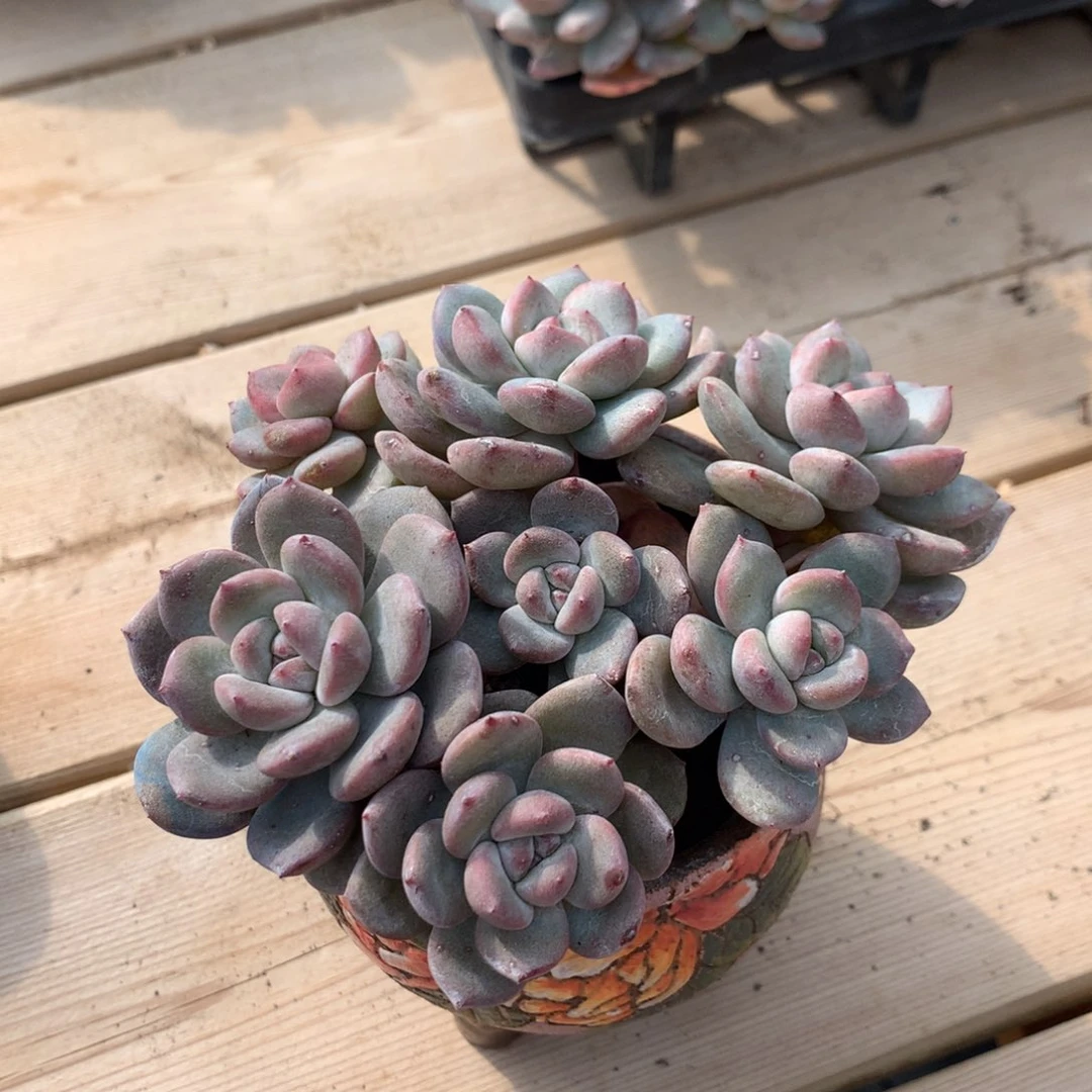 M****mMu突尼斯两个发货多肉