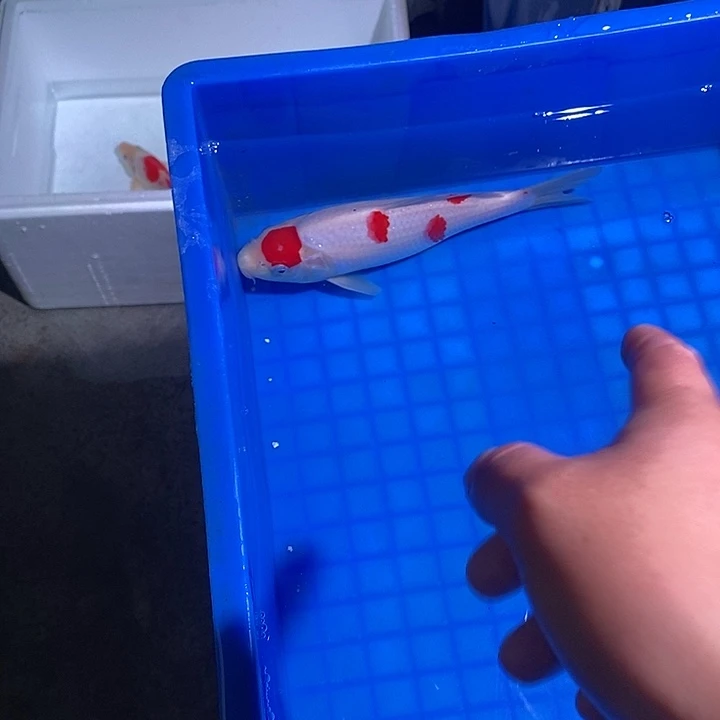 锦鲤锦鲤活鱼开箱包活