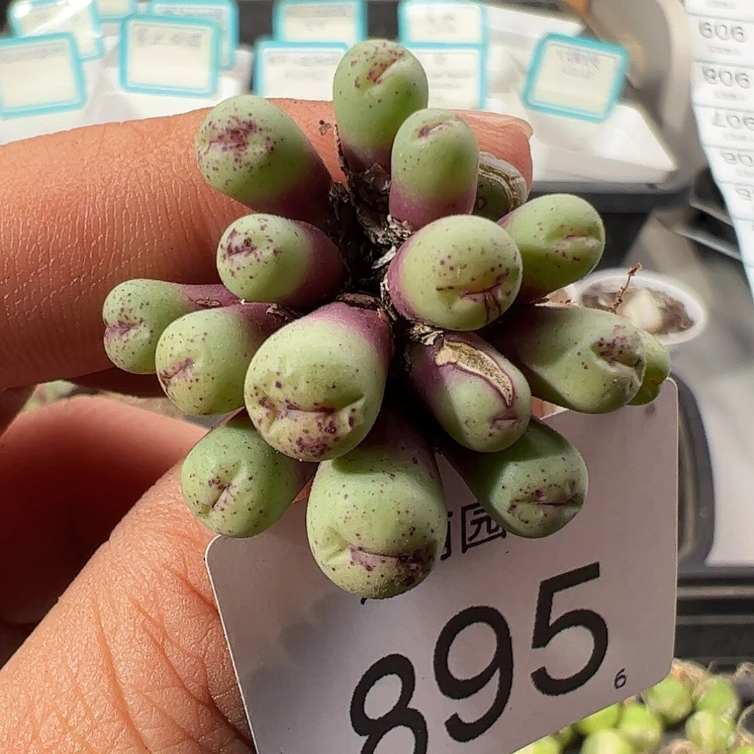 0000895 清盒福利微瑕无售后……