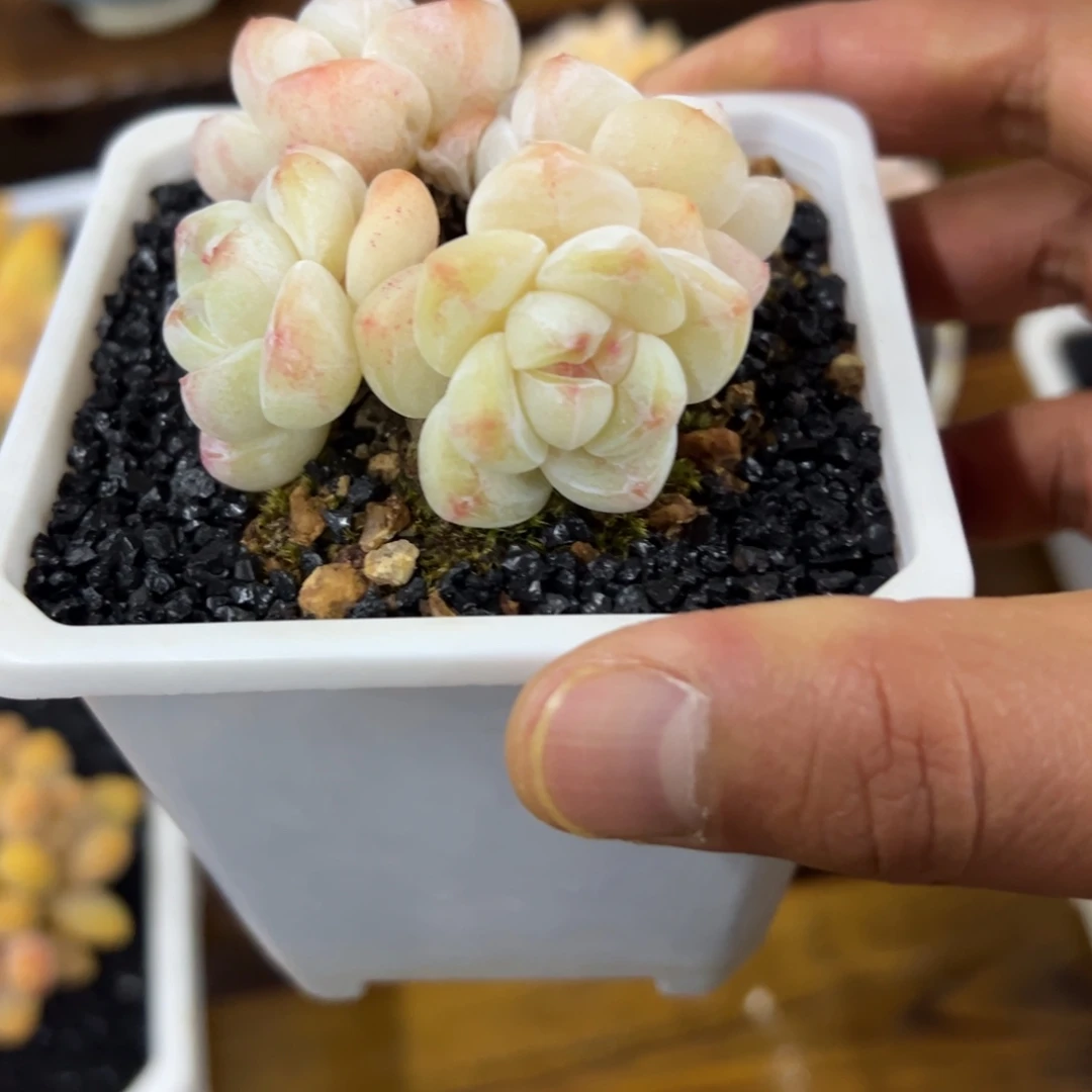 张张精品多肉白玉