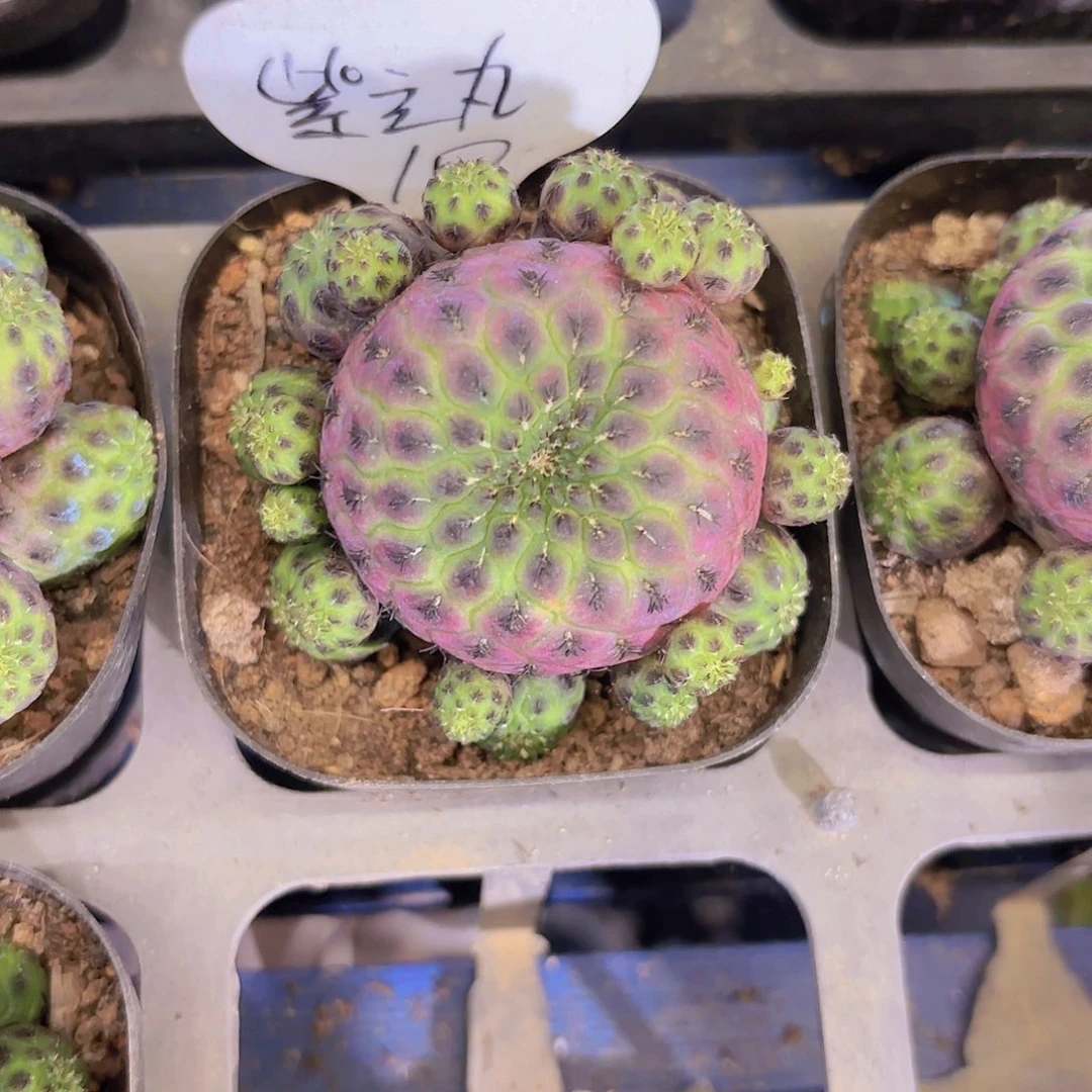 紫力丸一物一拍1111