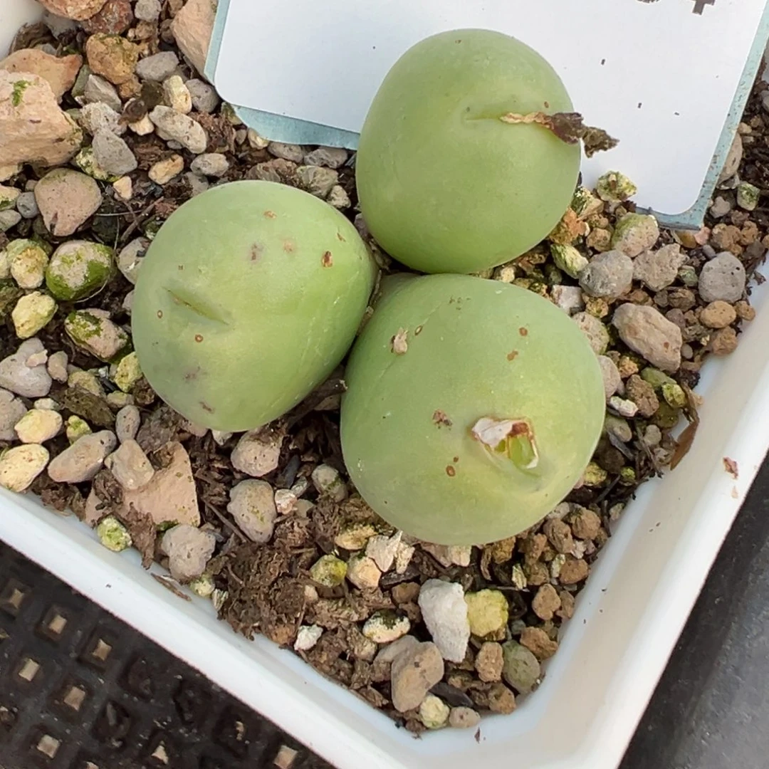 乔****26-64肉锥多肉植物