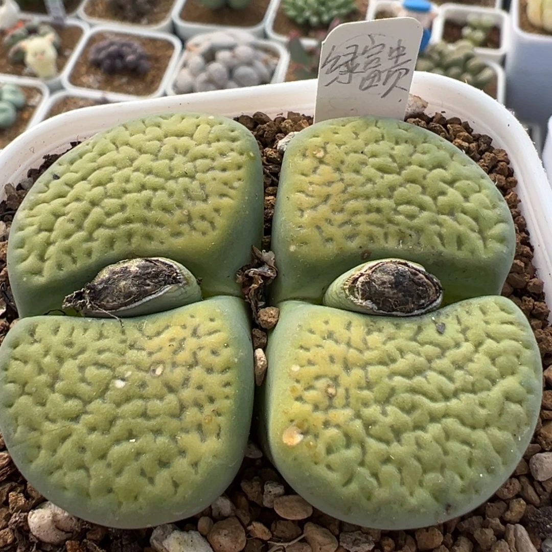 122多肉植物百科植物