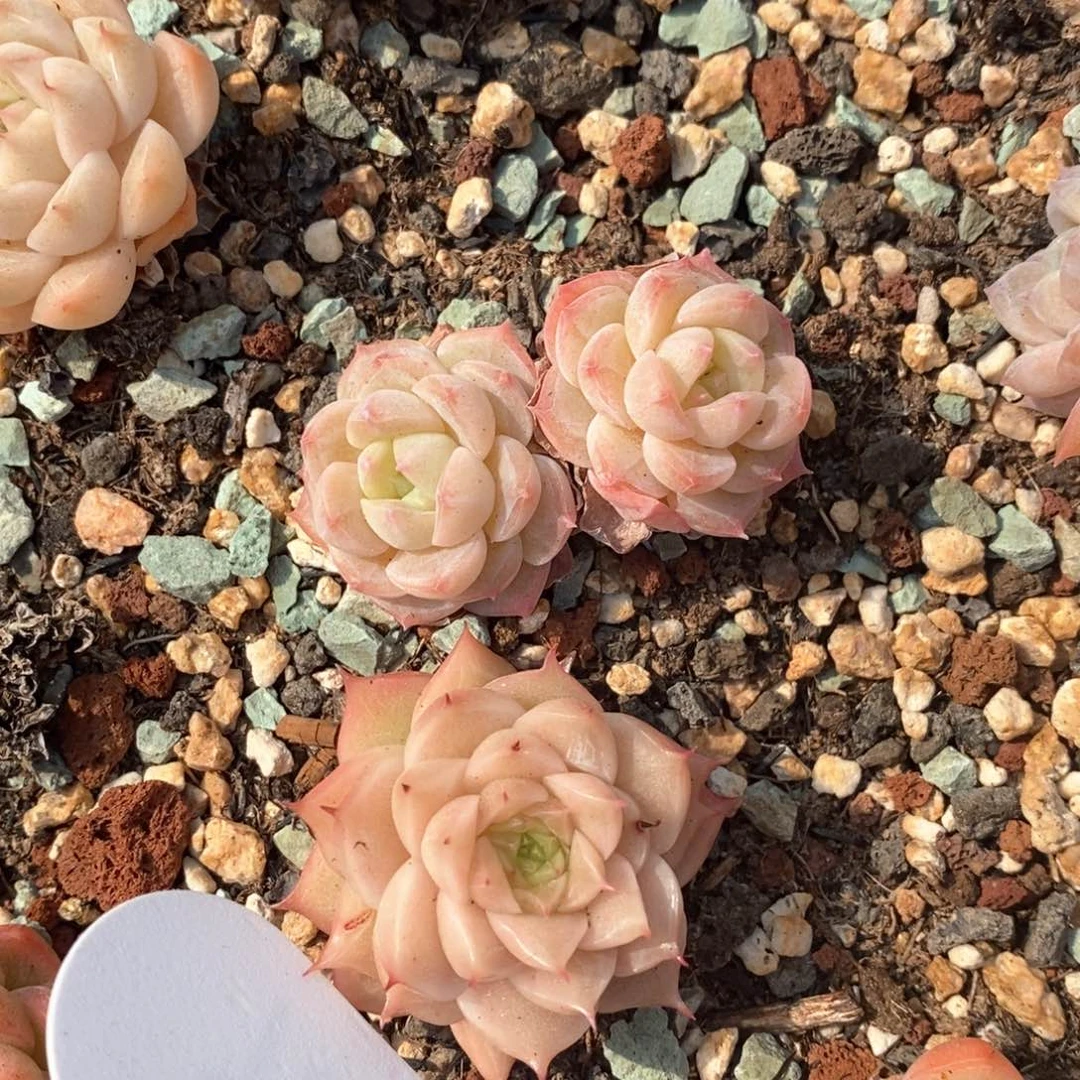 精品多肉一物一拍不包整27