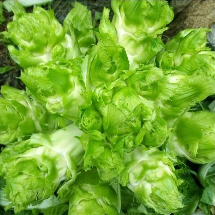 【满5包包邮】脆嫩菜种子蔬菜抱儿菜耐热耐寒易种植高产生长快脆甜