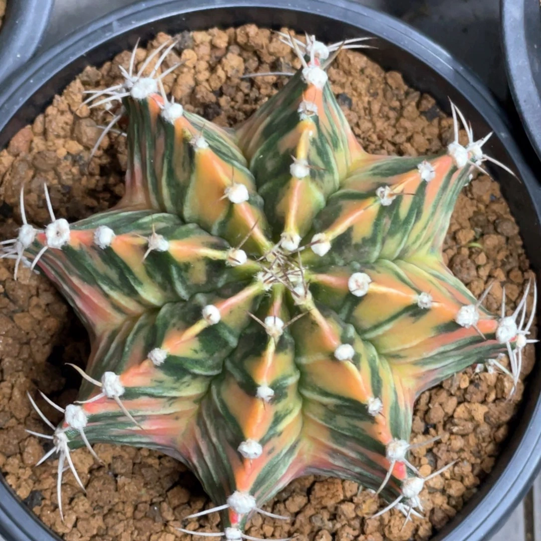 当前无花朵，栽培后可花朵虎斑米哈锦