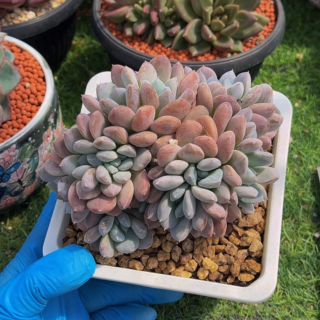 菩提子老桩一物一拍