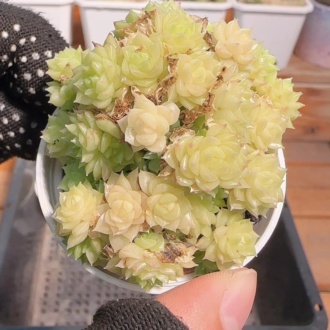 多肉1031--200麦秆群