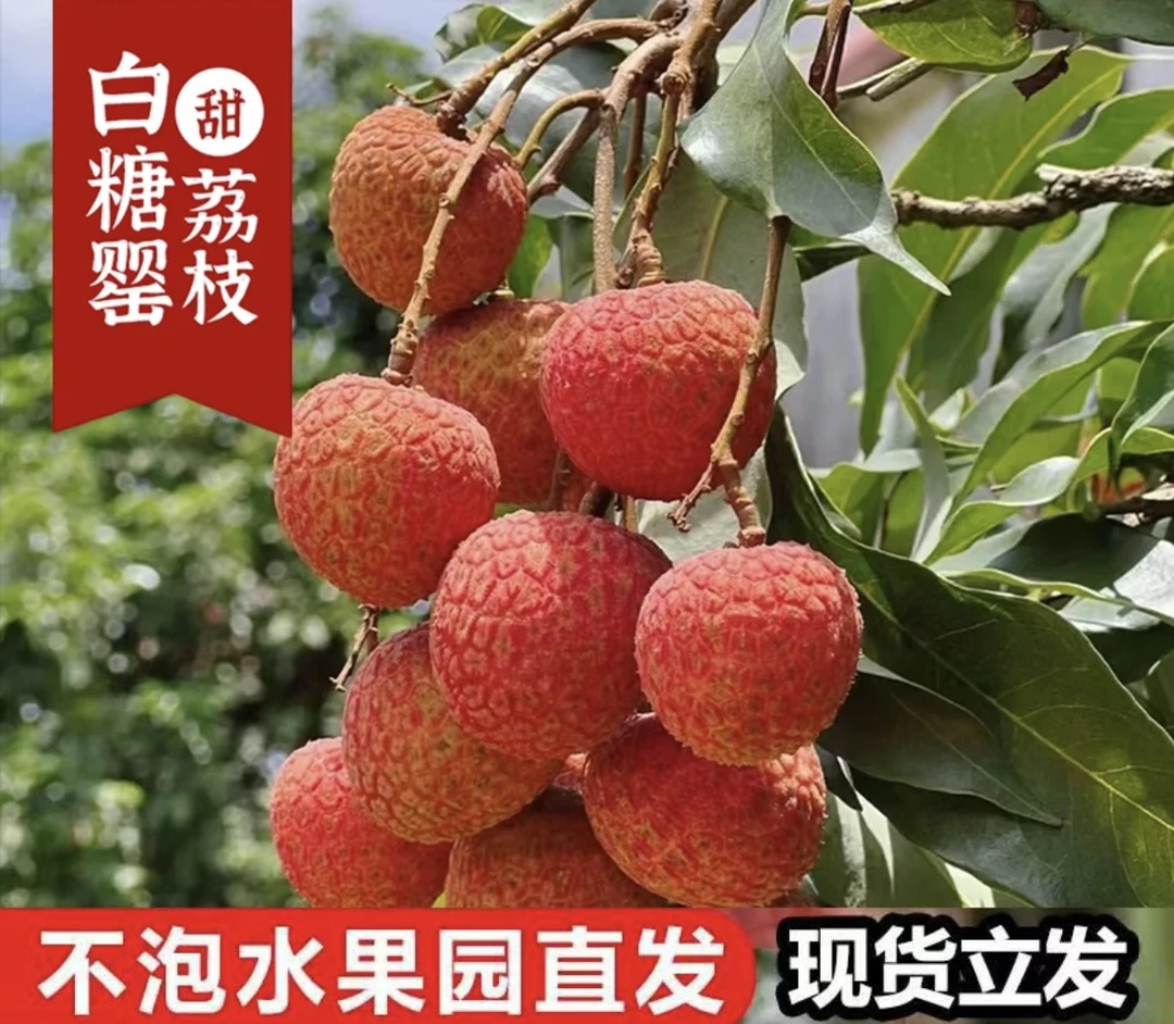 广东高州白糖罂荔枝当季新鲜现摘现发顺丰包邮