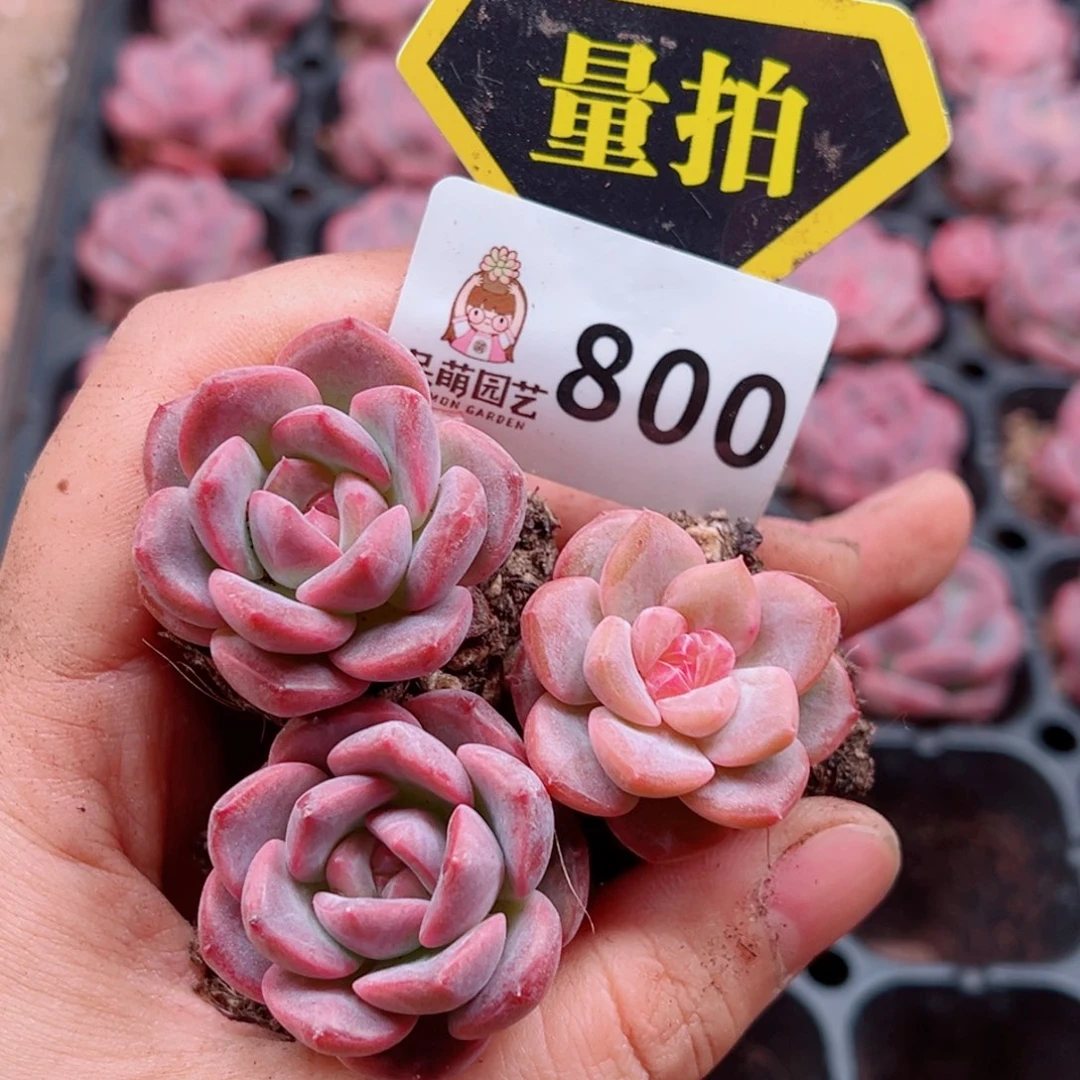 多肉植物多肉植物