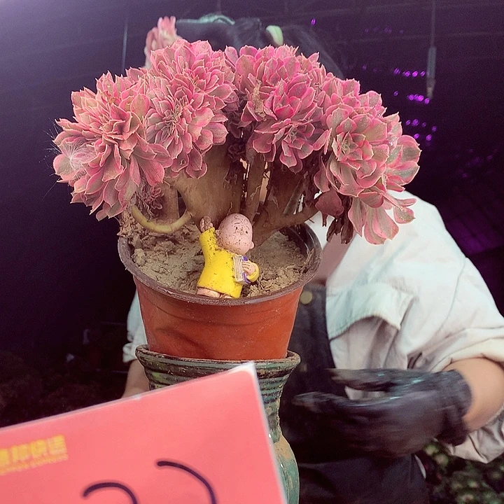 柒柒精品多肉脱土发货不包断侧枝232