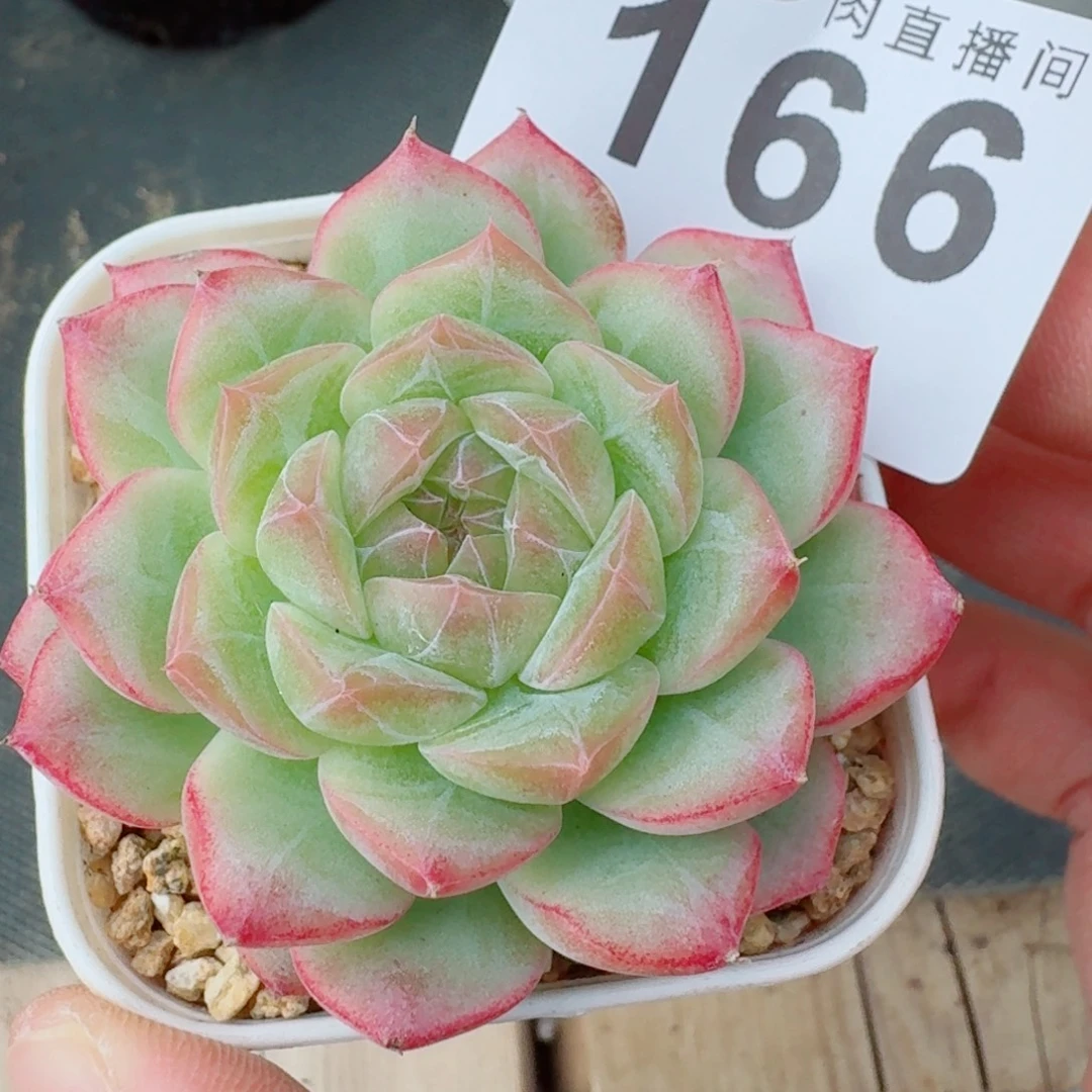 梦冉优选            精美多肉植物