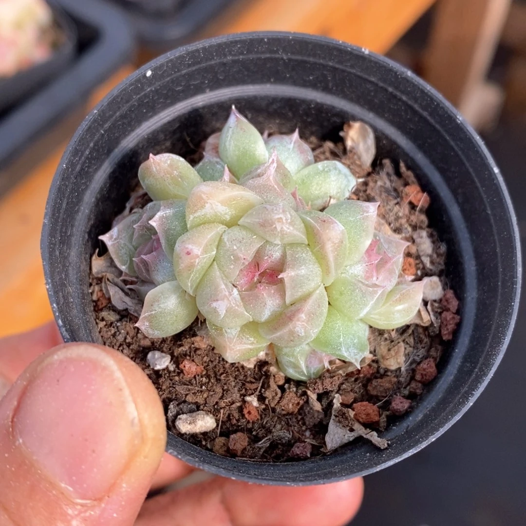 精品多肉一物一拍65