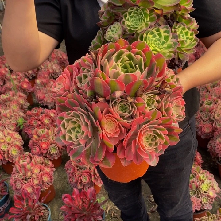 完全开放海王一颗多肉植物