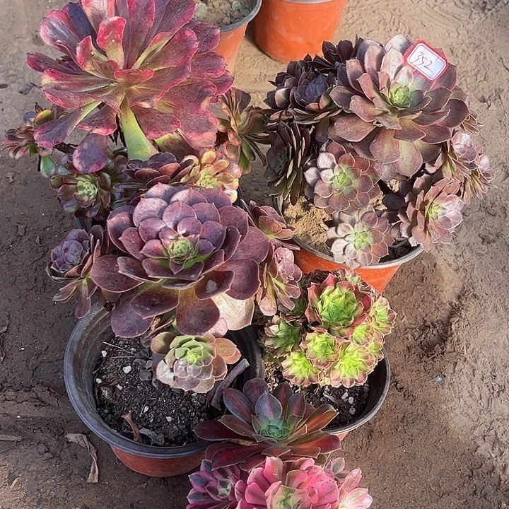 352多肉植物组合，