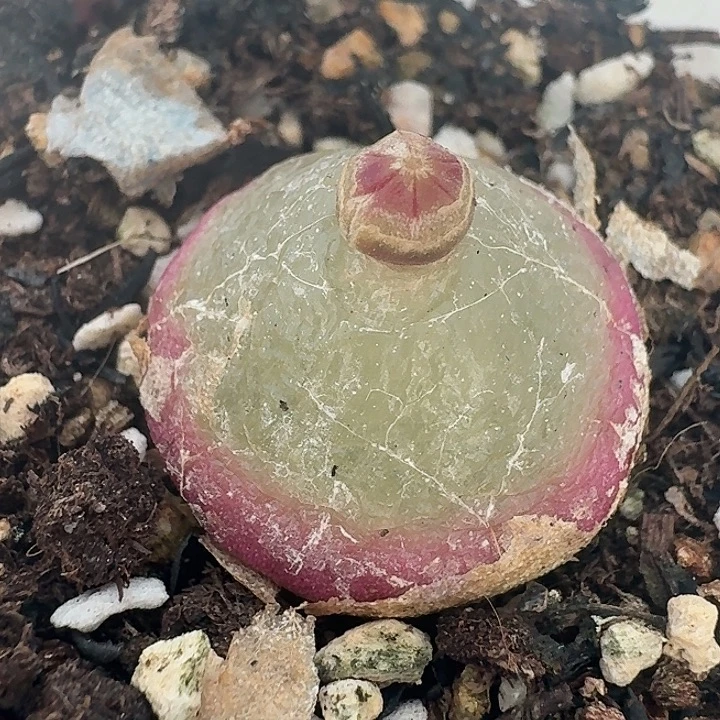 老马生石花2.2灯泡402