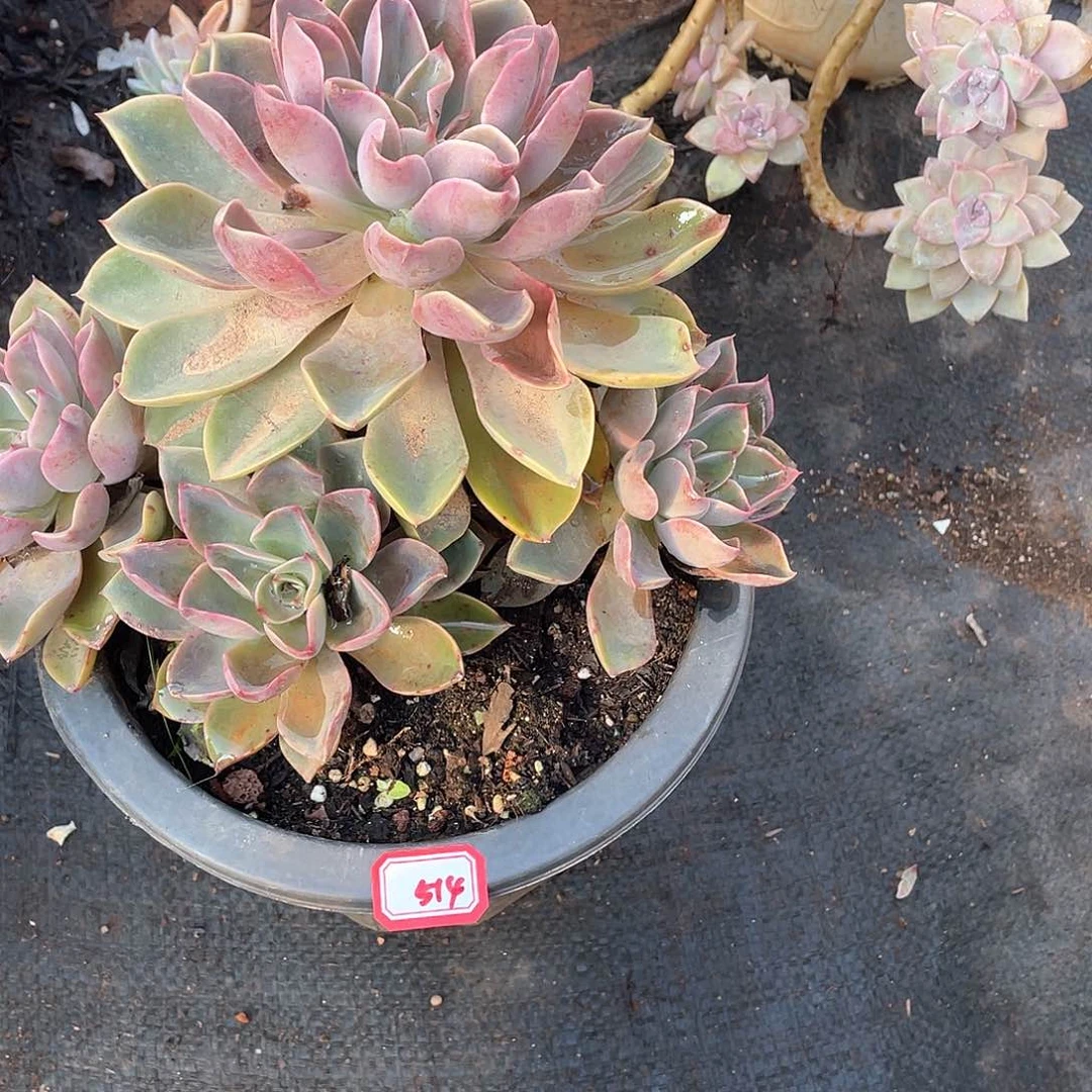 514琼斯 一物一拍多肉