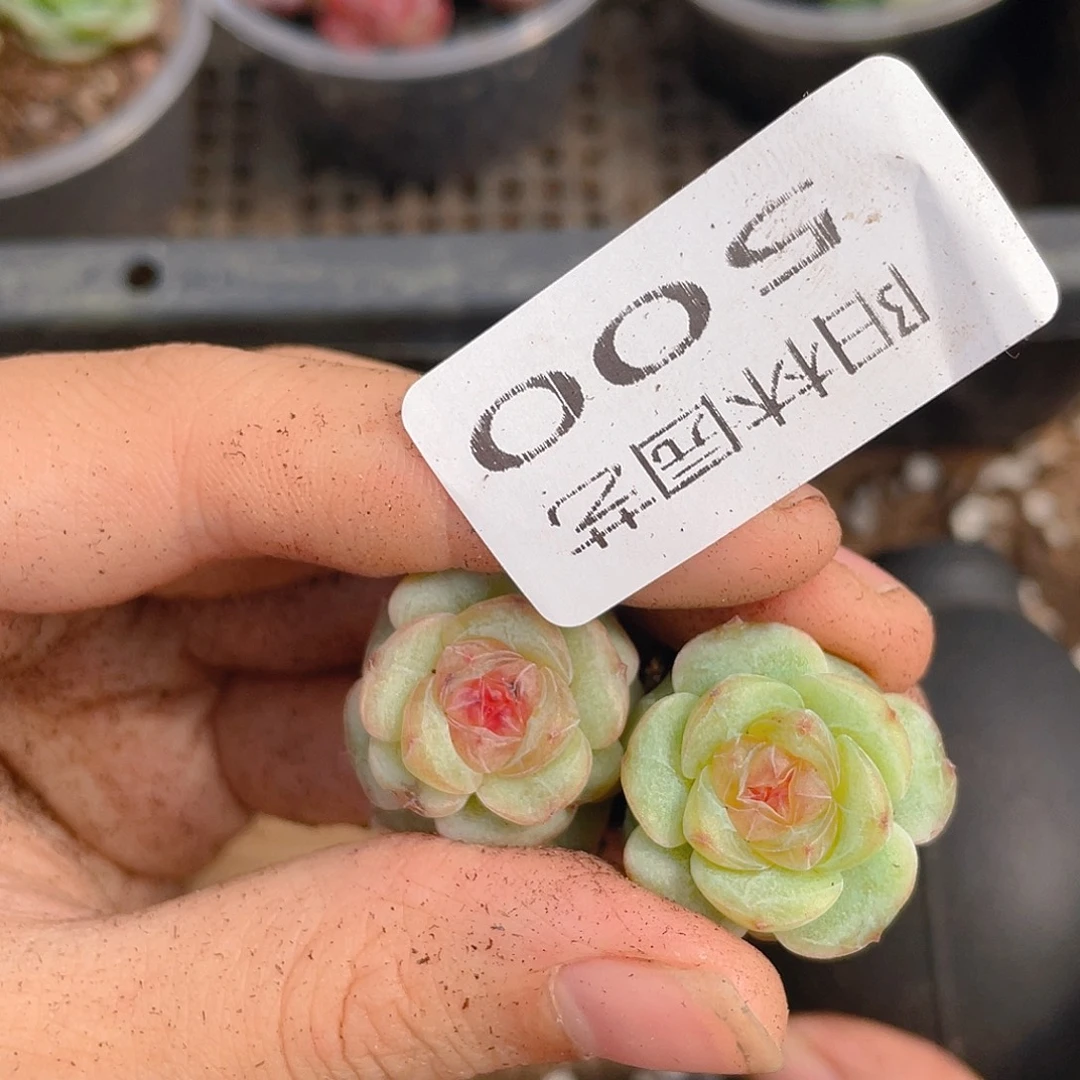 多肉植物多肉植物500