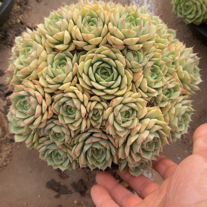 苯巴蒂斯多肉植物一物一拍