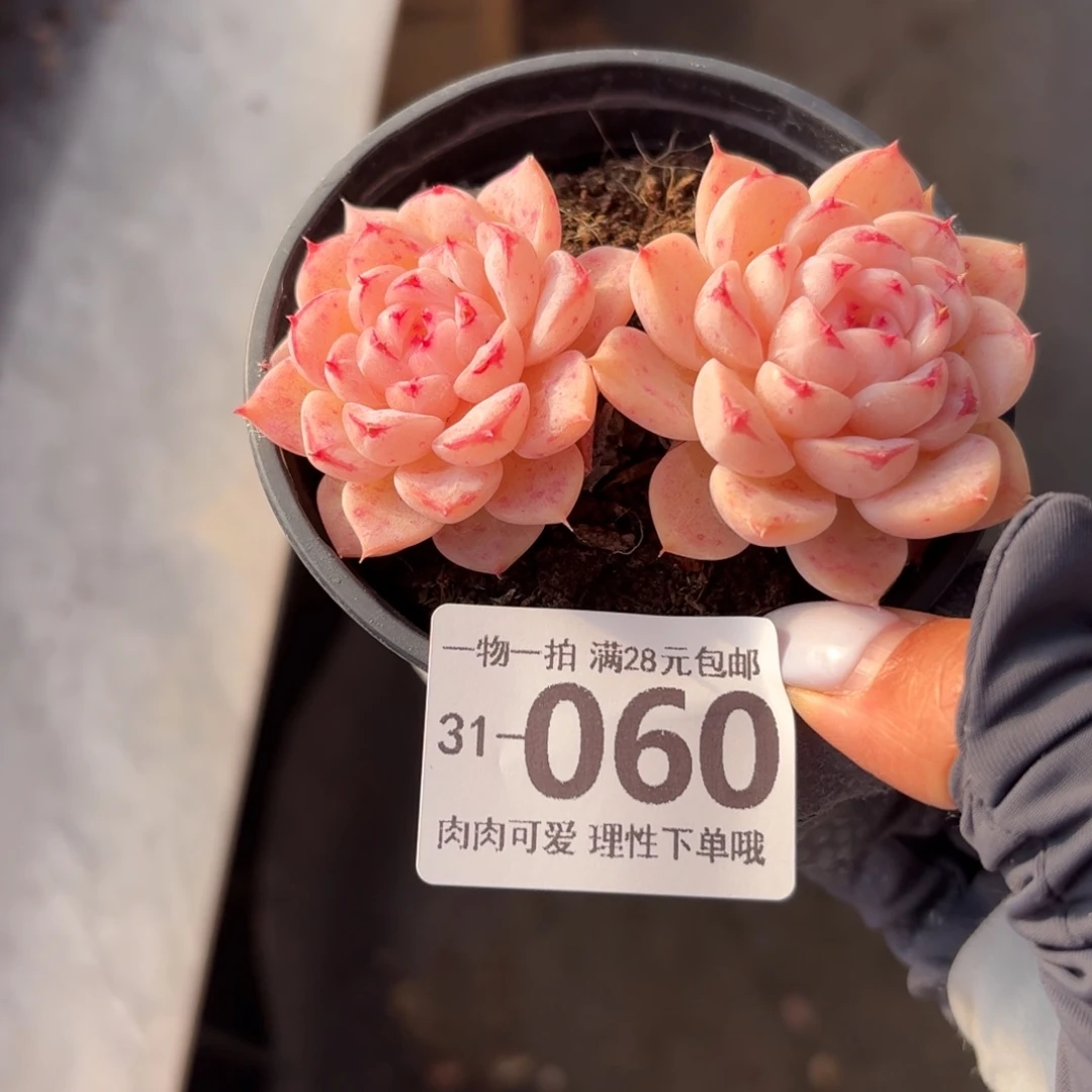 天鹅绒无盆土发货无