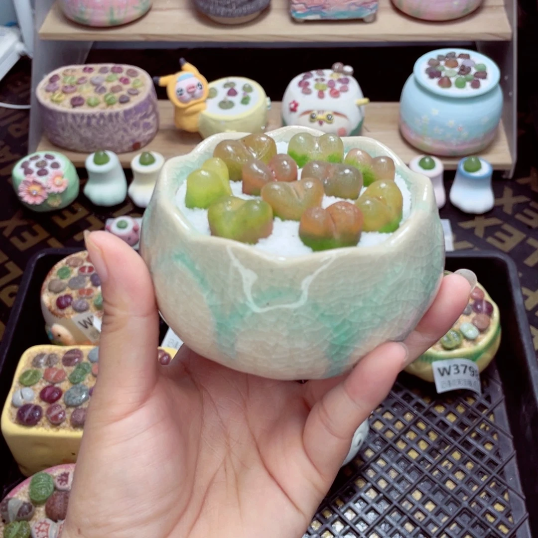 w3819 带盆土发货一物一拍