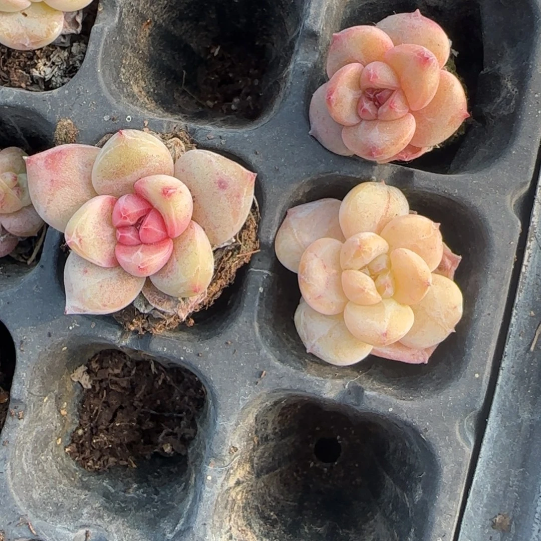 多肉小卡拉米糖心一物一拍