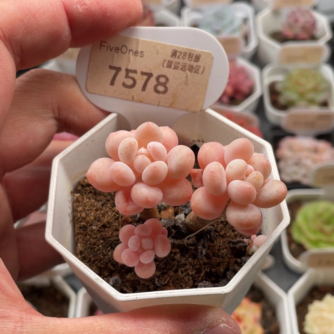 鱼子酱7578-5.5厘米