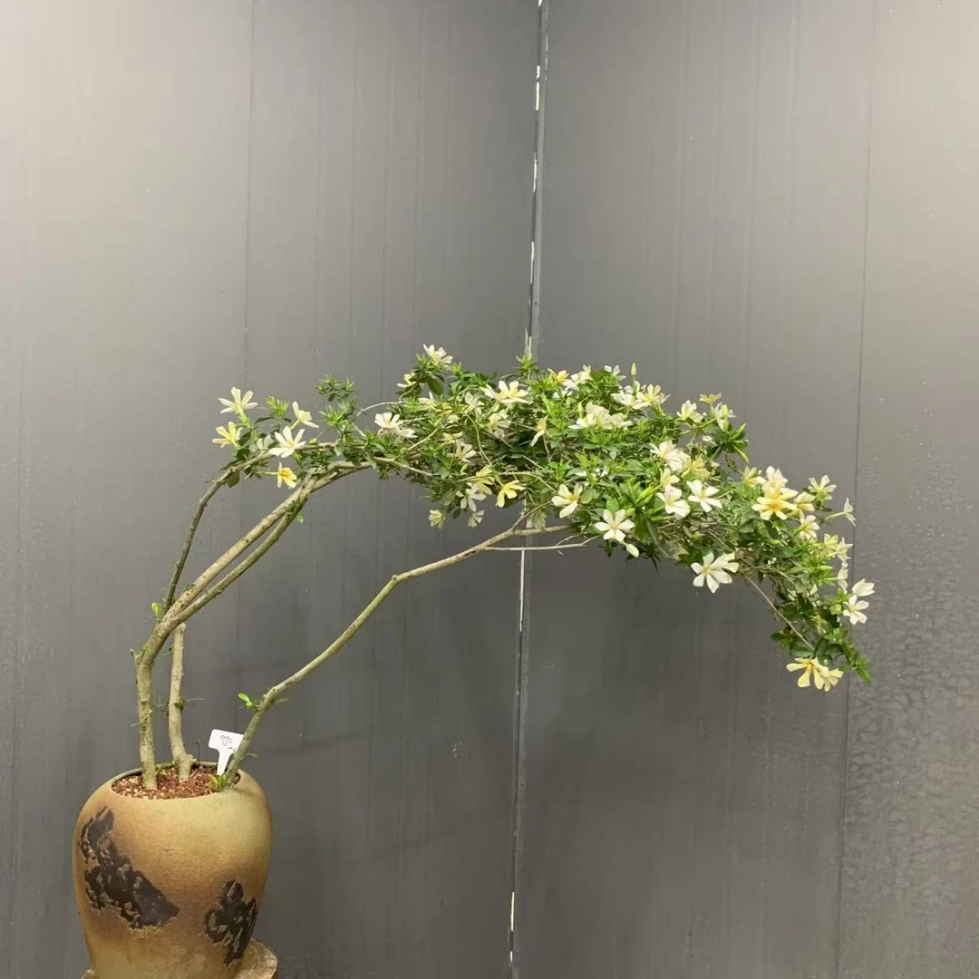 海岛栀子花盆景 茶室空间禅意美感 灵动飘逸赏心悦目