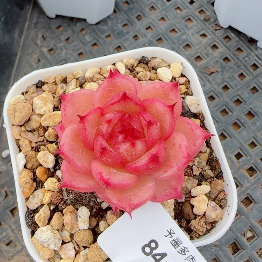 玉玲珑，8449多肉植物