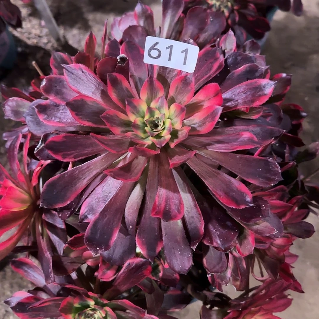 多肉植物法师烟花611