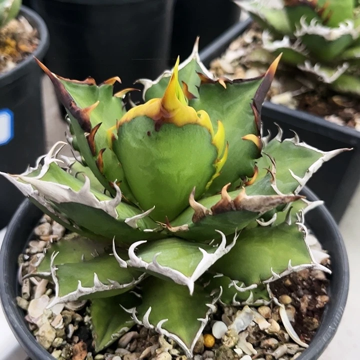 潮流植物控养红猫，