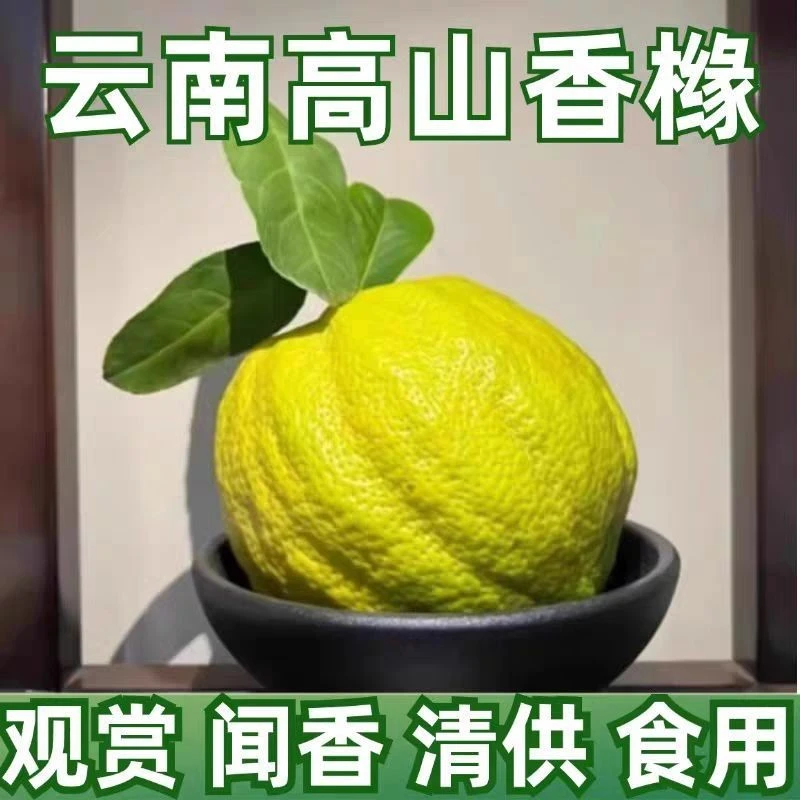 (高山香橼)清供礼佛盘玩解压，云南香橼果，新鲜香橼