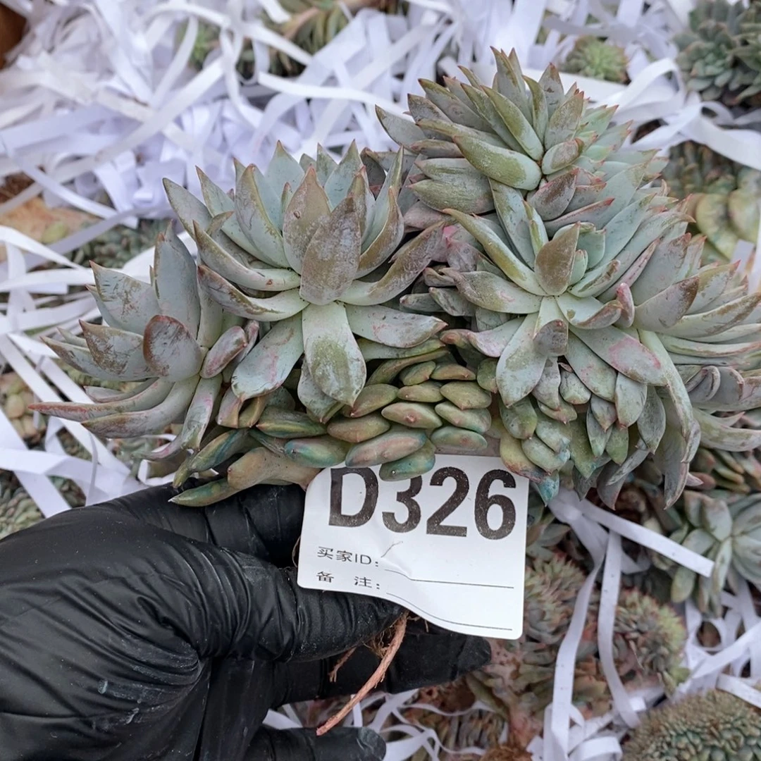 ****猬326星影树缀哇哇哇哇