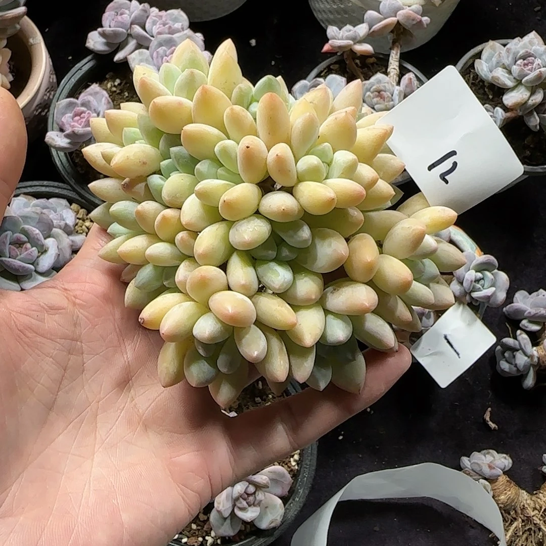 香水一物一拍12号
