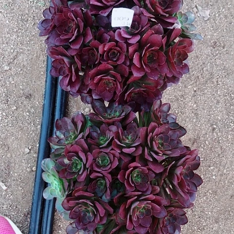 肉*嘟3.14-9魅金多肉植物2