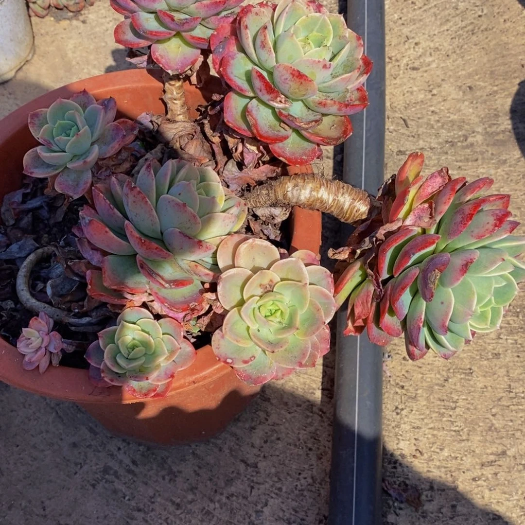 哈密瓜五大头起挑大的