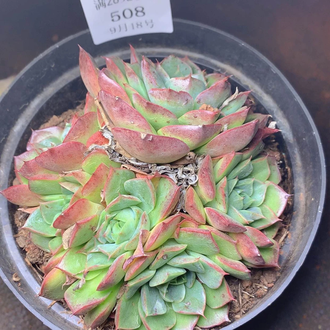 【闪购商品】云508号
