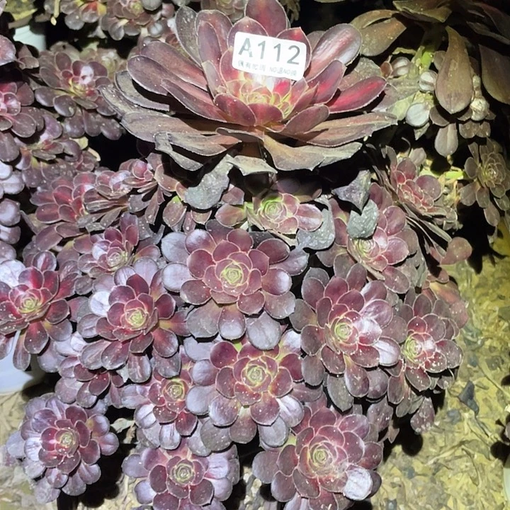 多肉植物法师112晚霞