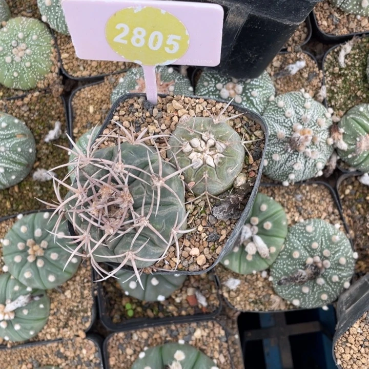 风***狂实生仙人球一盒2805