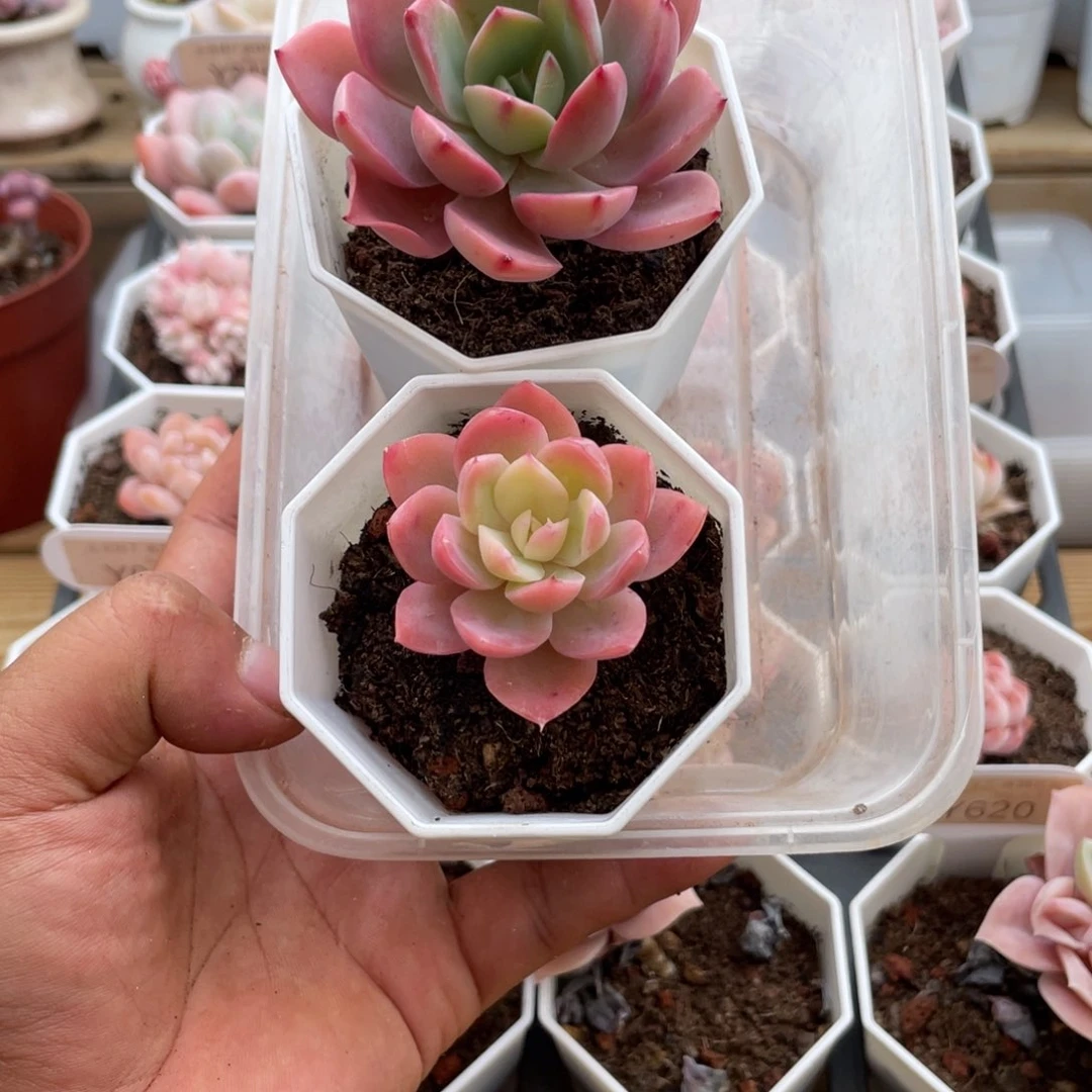 堃**困0609小仙女2颗5.0厘米