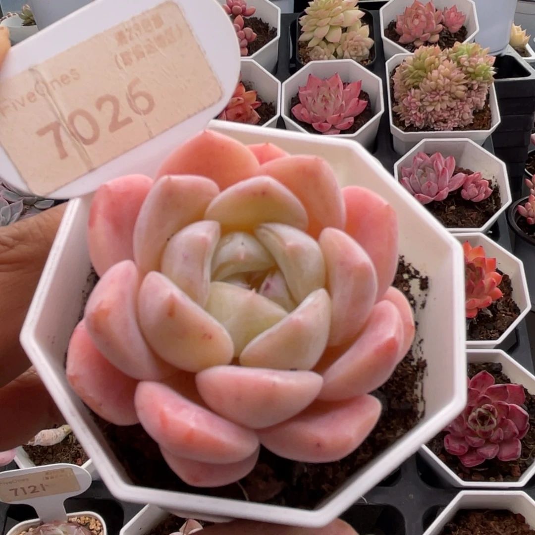 和田玉7026-5.0厘米