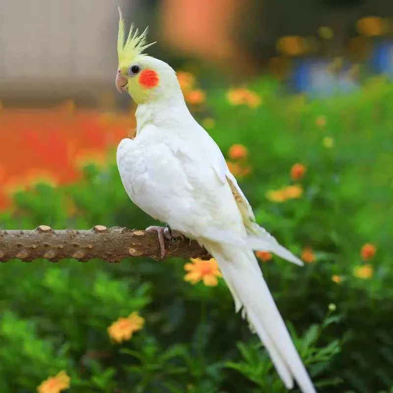 手养亲人玄凤幼鸟