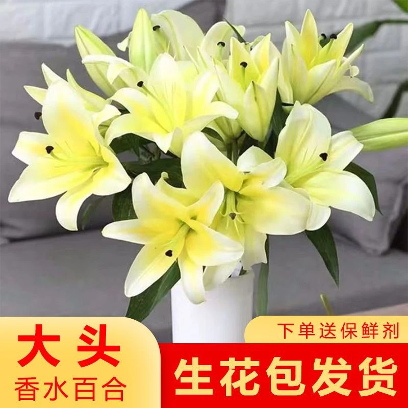 【黄天霸百合】云南昆明基地直发香水百合水养鲜花家用插花