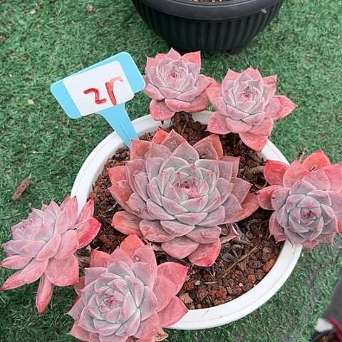 21佳人一个多肉植物