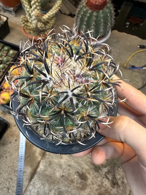 仙人球直播综合链接凤舞