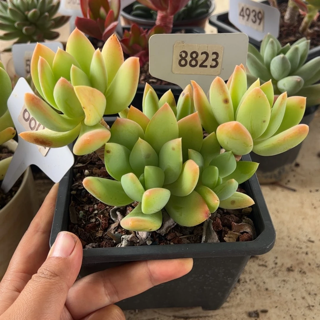 【闪购商品】海洋之心。8823。 1111111