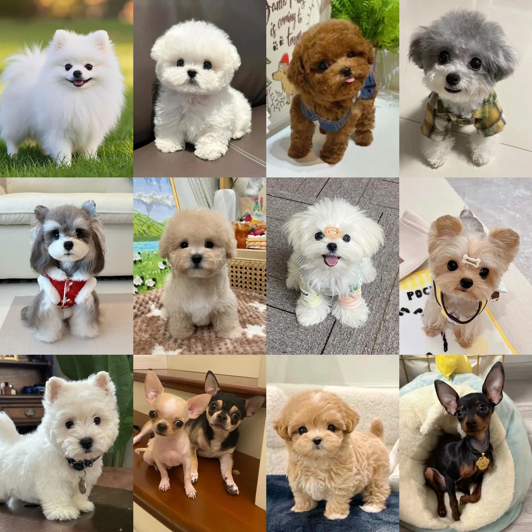 全品类宠物狗狗博美比熊泰迪柯基柴犬边牧金毛等狗狗活体通用链接